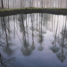 Philip Braham, Mirrorpool in a Birch Wood, 2023, oil on linen, 89 x 130 cm